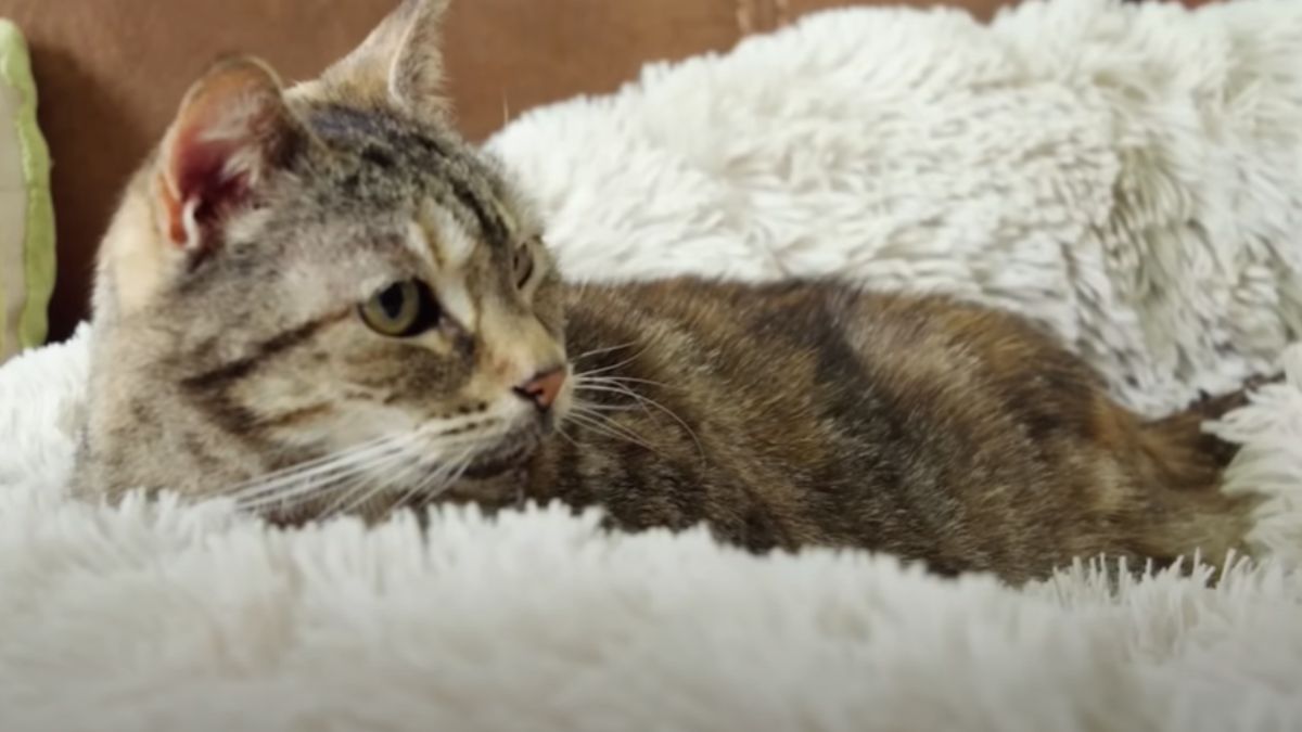 Videón Bella, a macska, ami majdnem olyan hangos mint egy vízforraló