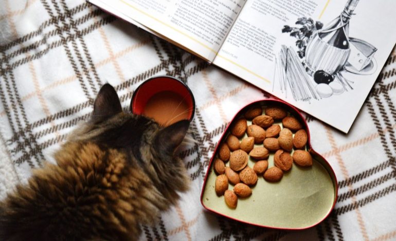 5 emberi táplálék, amit a cicák is biztonságosan ehetnek