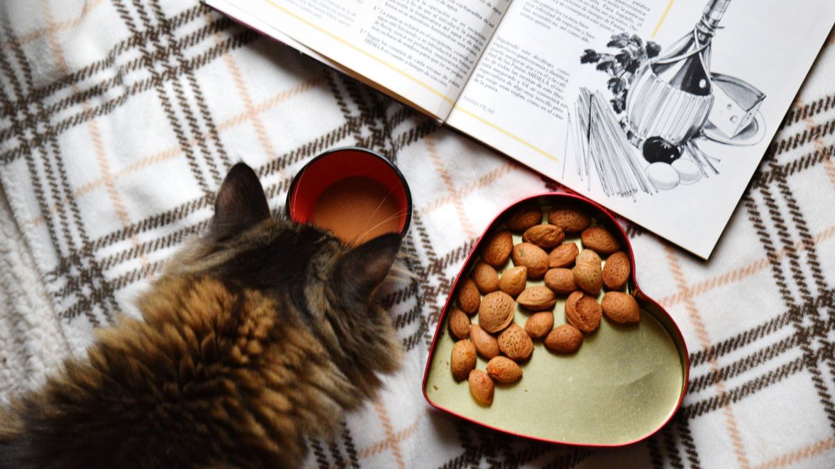 5 emberi táplálék, amit a cicák is biztonságosan ehetnek