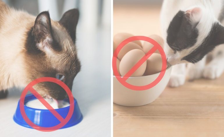 5 emberi táplálék, ami mérgező a macskák számára