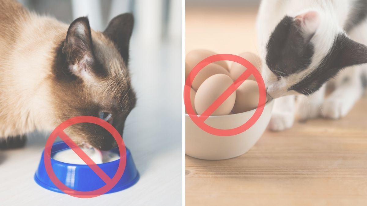 5 emberi táplálék, ami mérgező a macskák számára