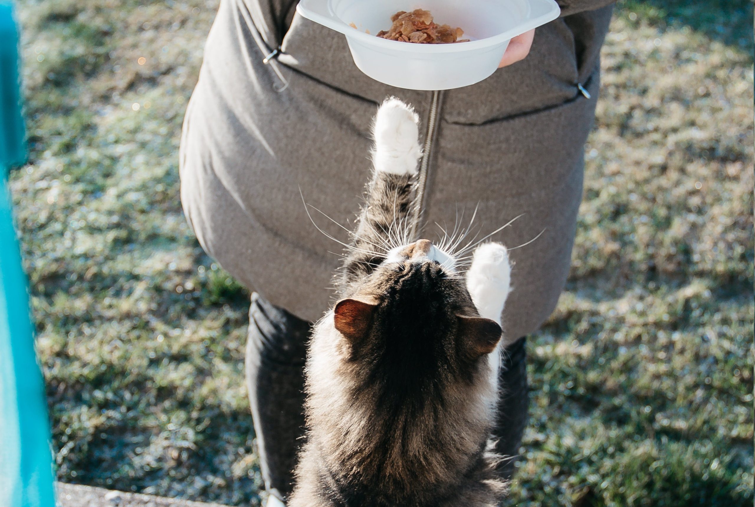 Etetési kisokos: itt van minden, amit a cicák táplálásáról tudni érdemes